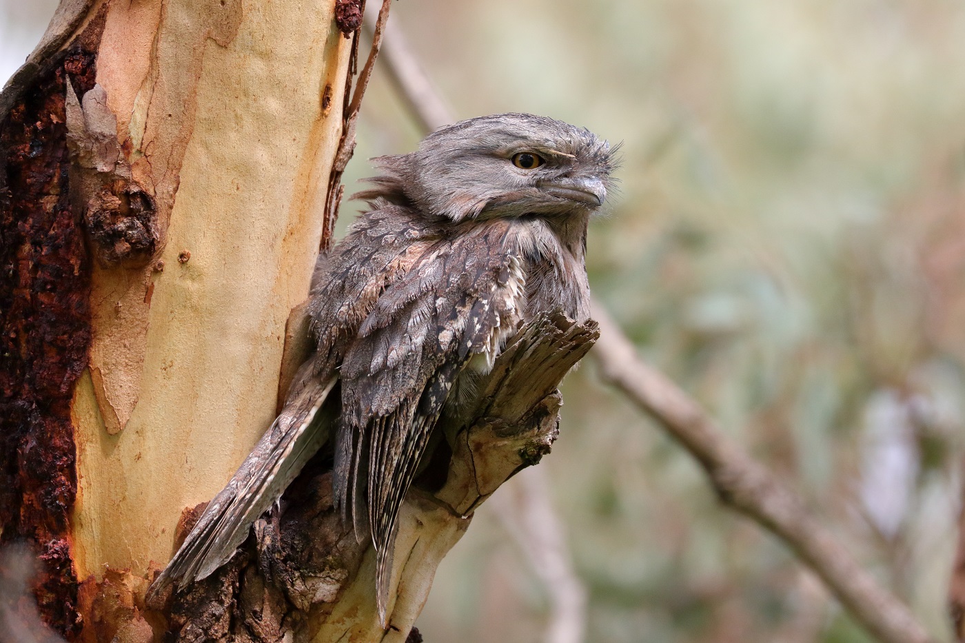 Tawny Frogmouth (Image ID 27308)