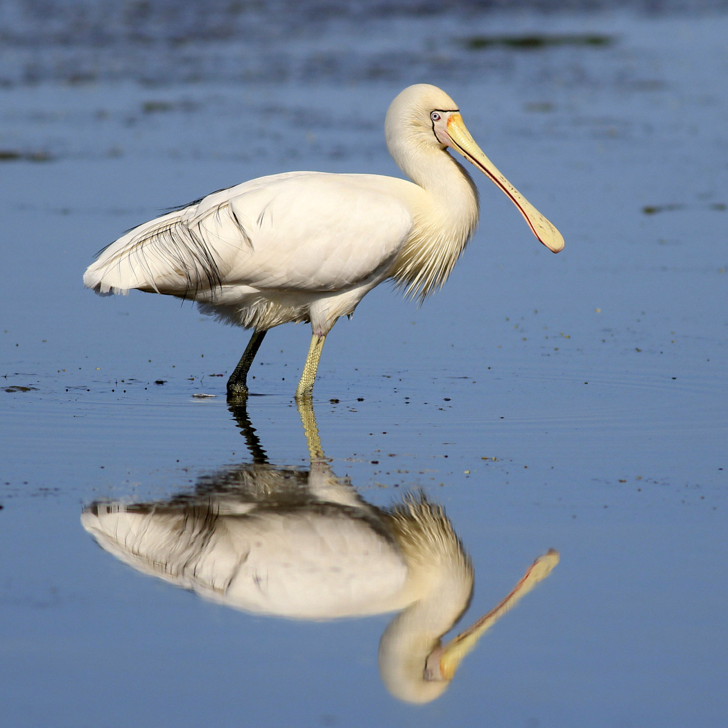 Yellow-billed Spoonbill (Image ID 27495)