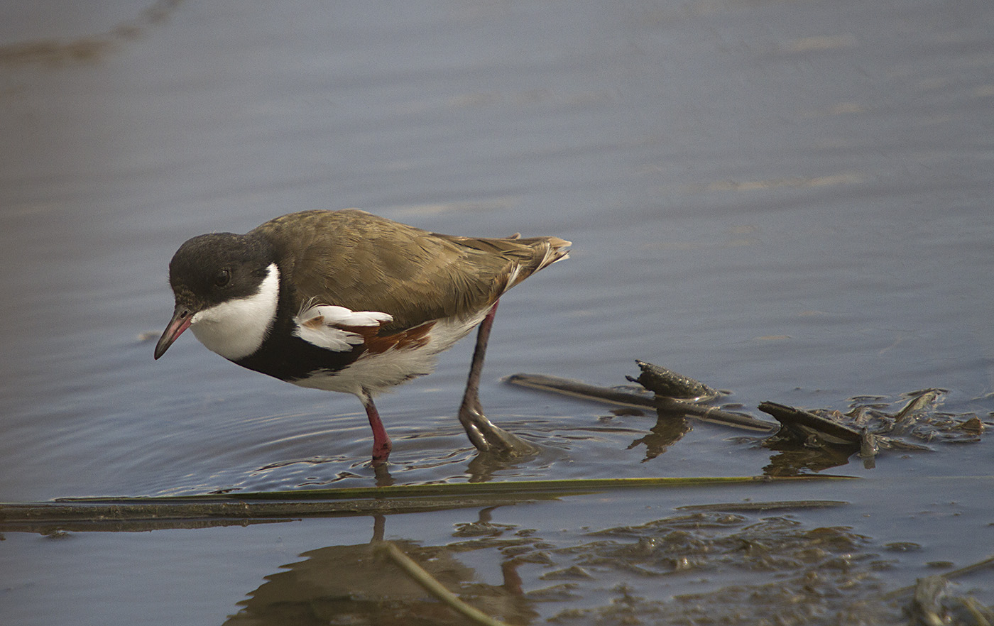 Red-kneed Dotterel (Image ID 27399)