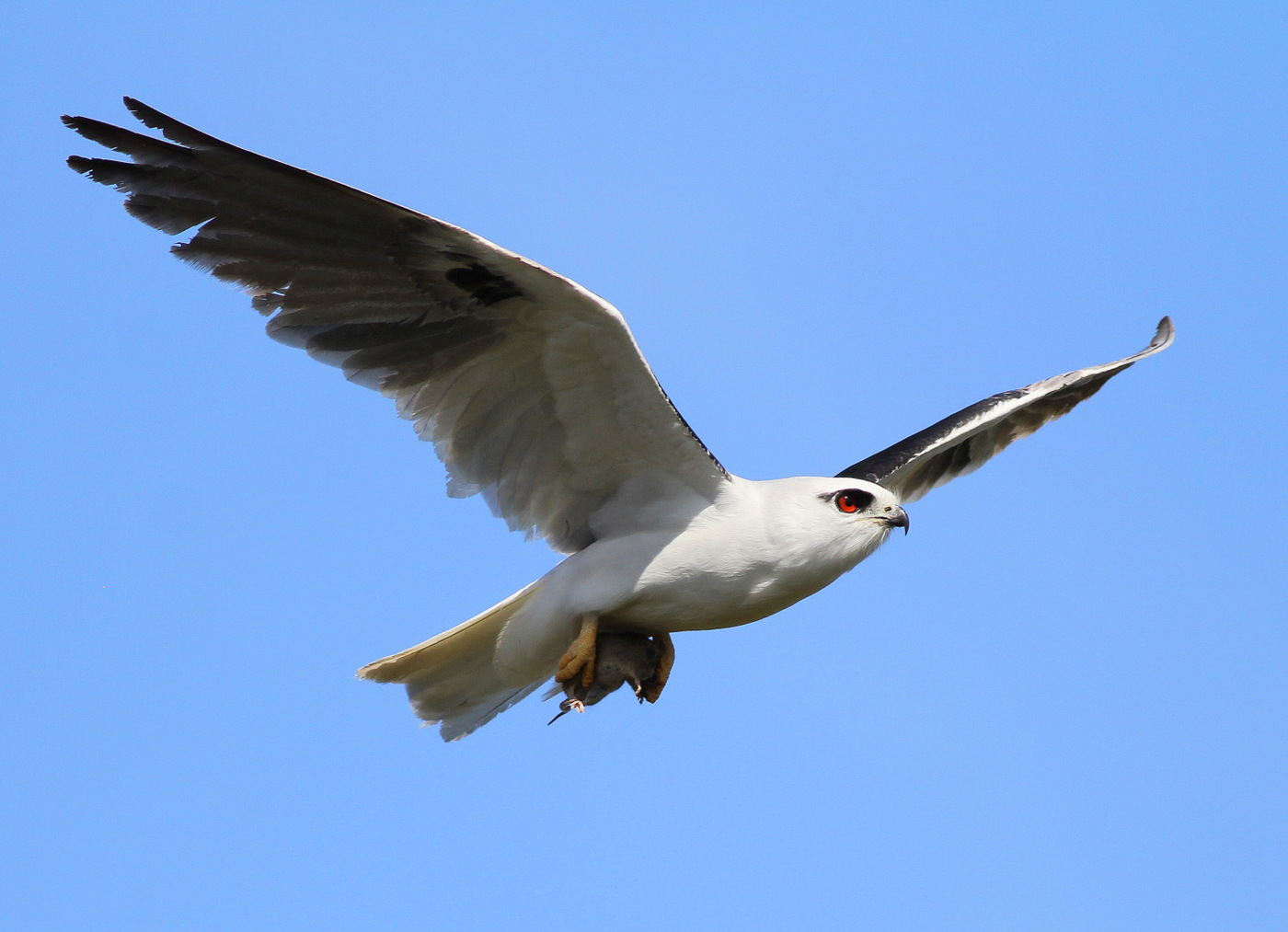 Black-shouldered Kite (Image ID 27455)