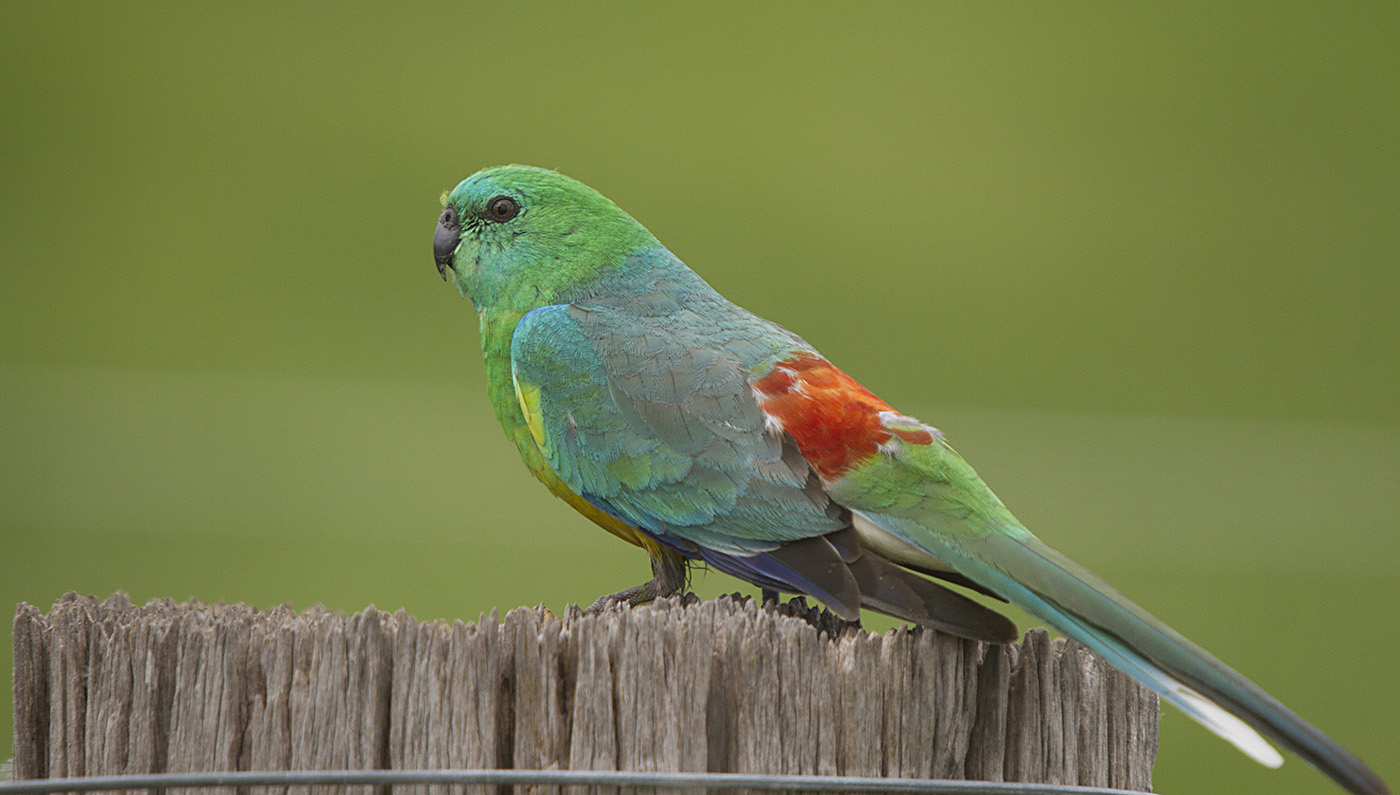 Red-rumped Parrot (Image ID 27598)