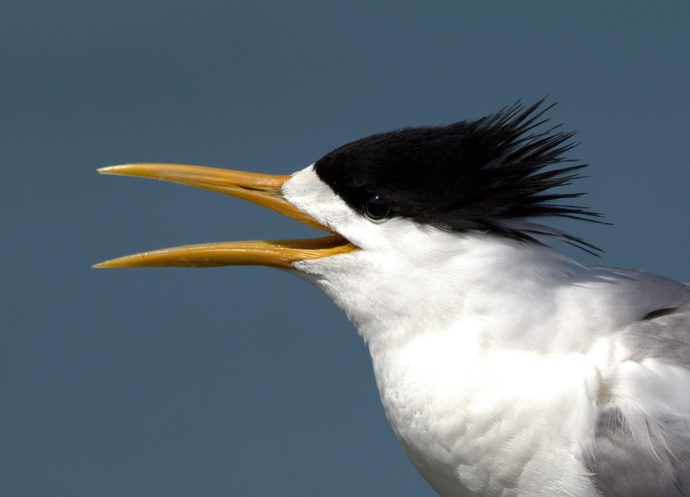 Greater Crested Tern (Image ID 27338)