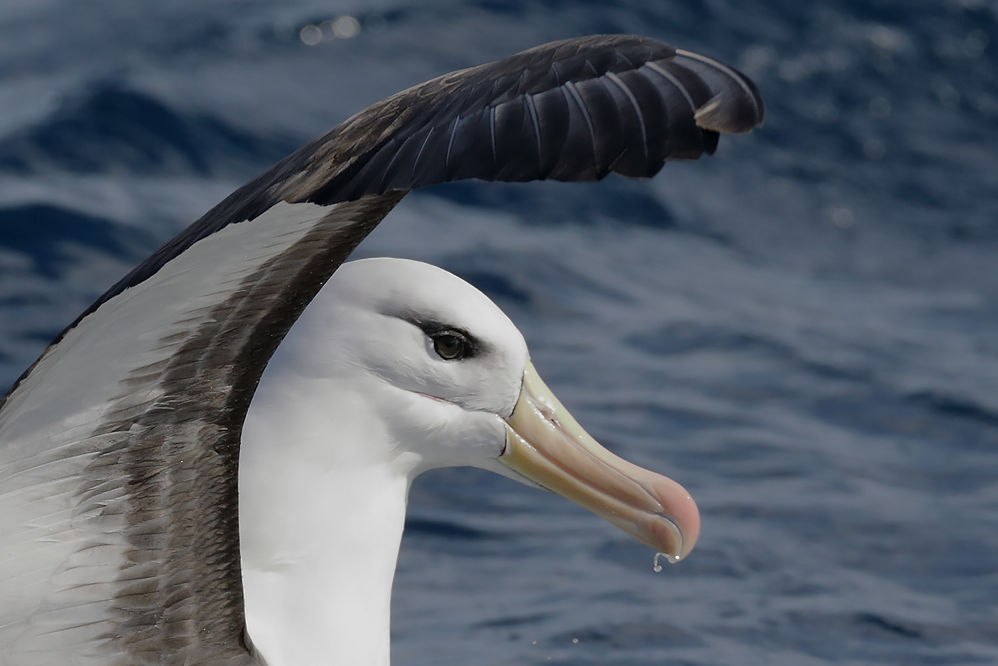 Black-browed Albatross (Image ID 27592)