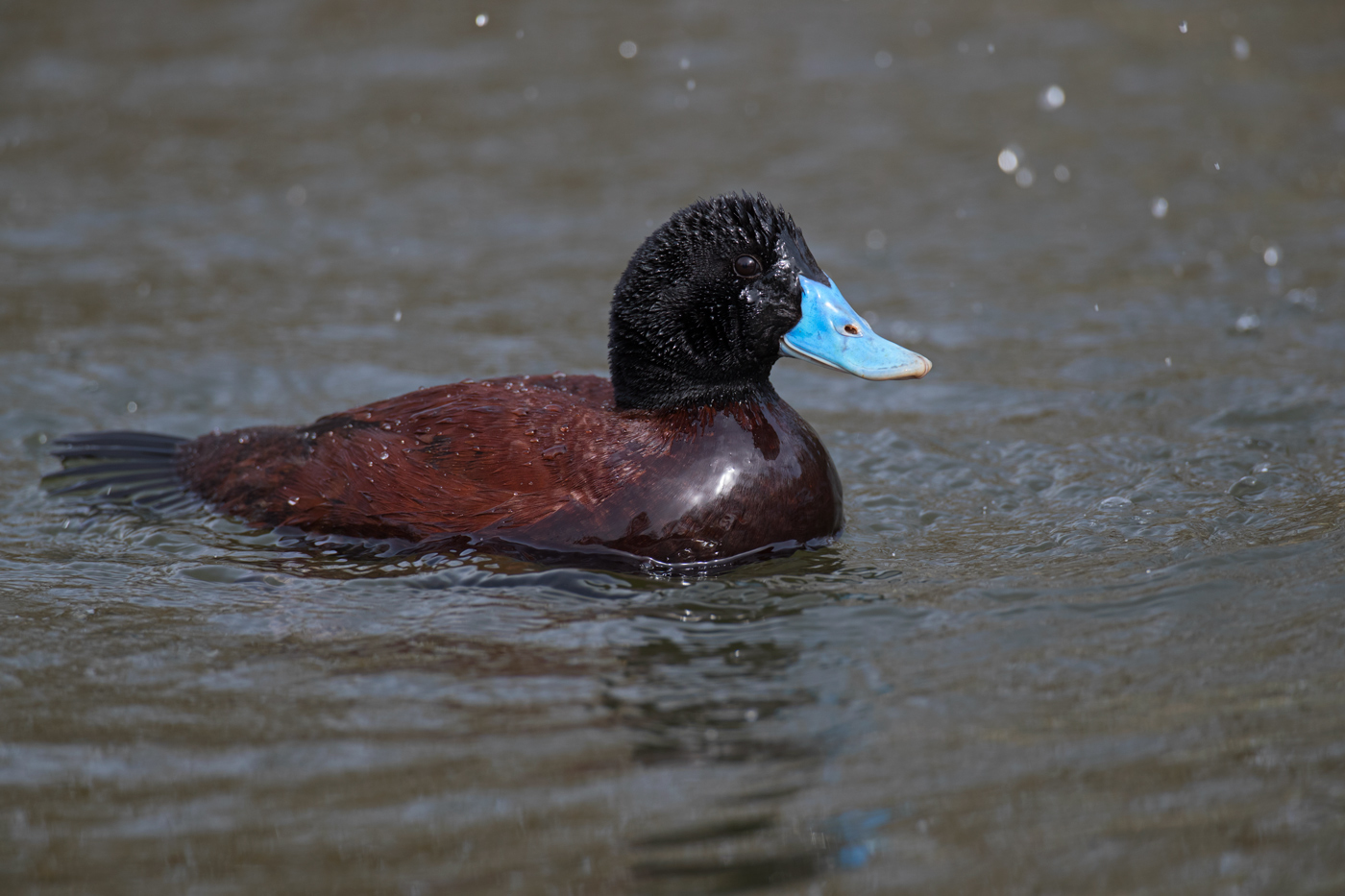 Blue-billed Duck (Image ID 27318)
