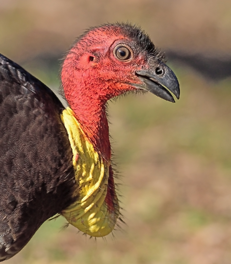 Australian Brush-turkey (Image ID 27586)