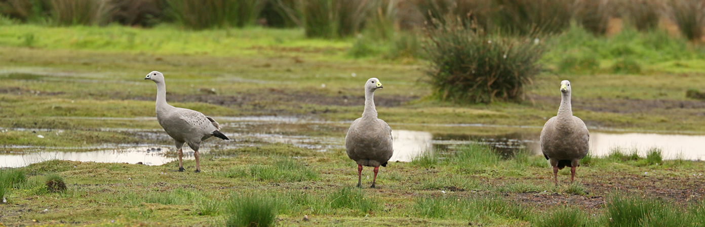 Cape Barren Goose (Image ID 27326)