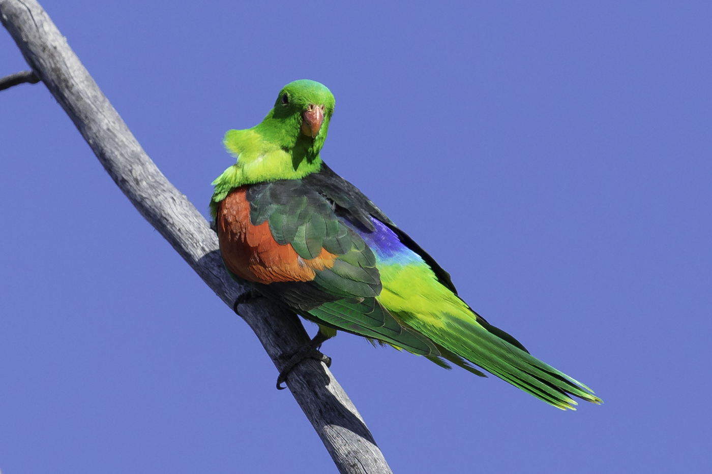 Red-winged Parrot (Image ID 27464)