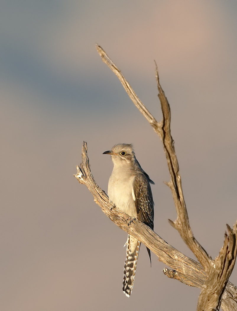 Pallid Cuckoo (Image ID 27185)