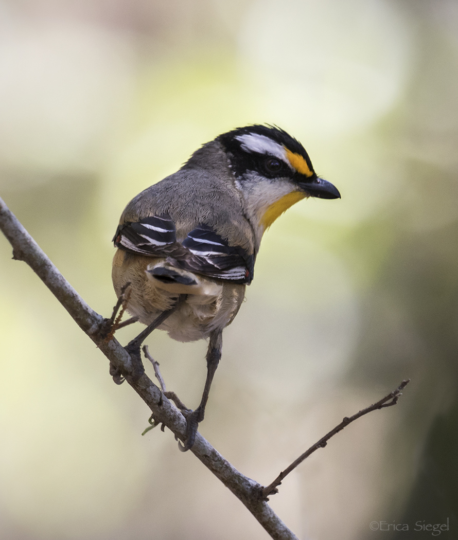 Striated Pardalote (Image ID 27201)