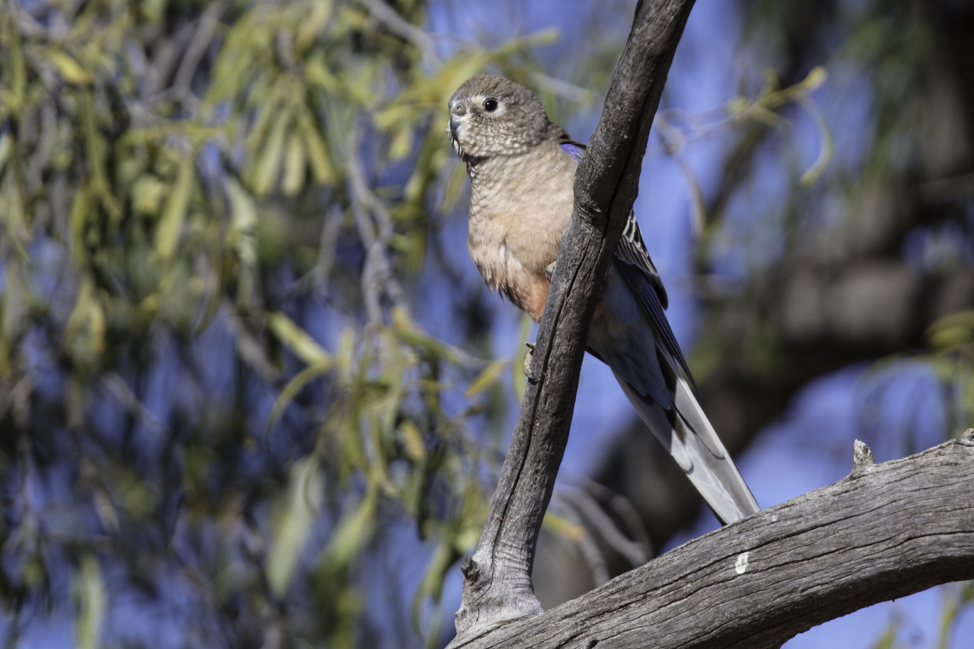 Bourke's Parrot (Image ID 27291)