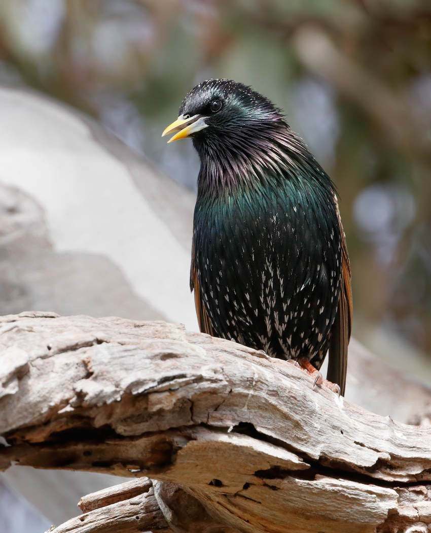 Common Starling (Image ID 27383)