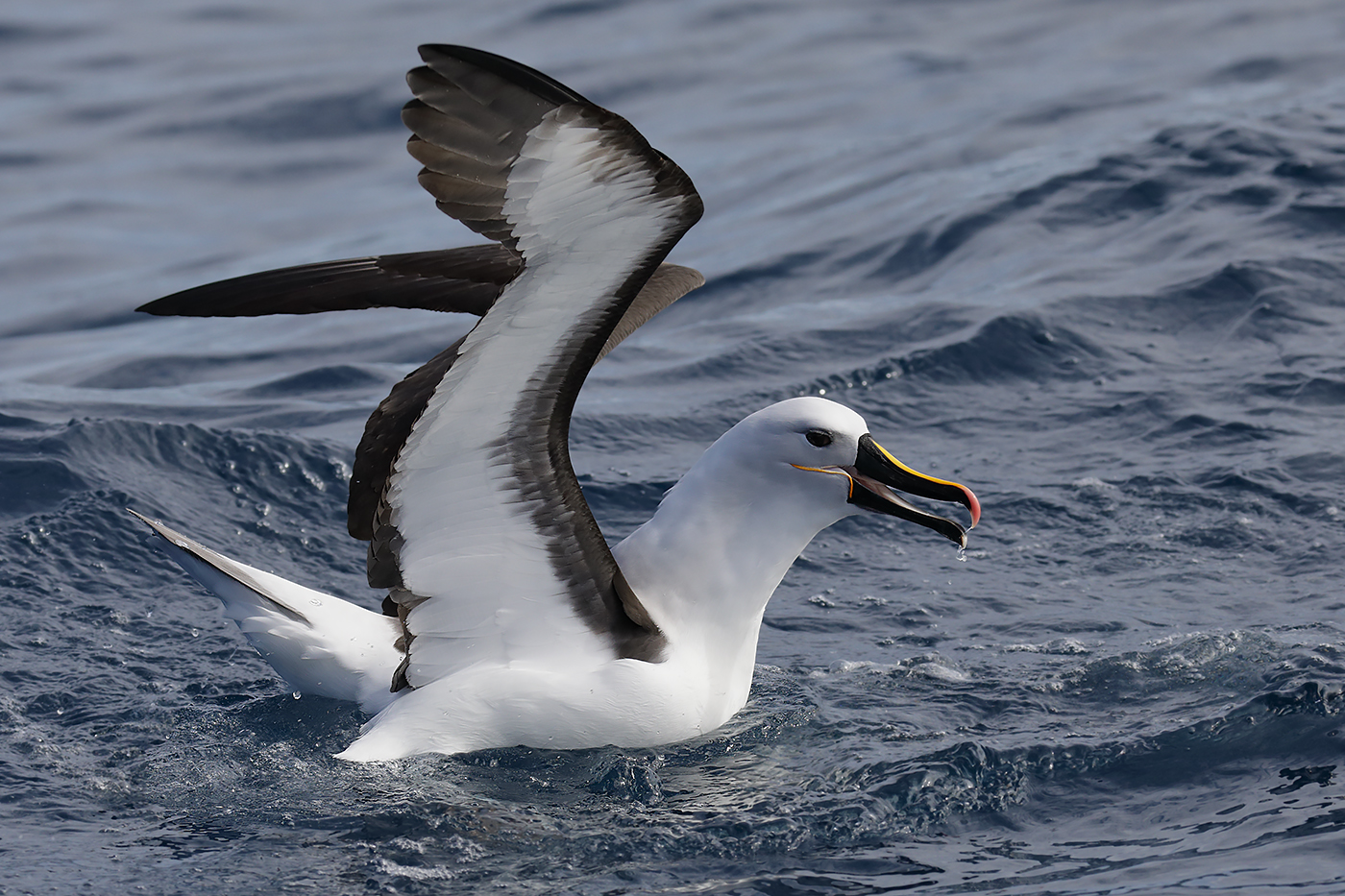 Indian Yellow-nosed Albatross (Image ID 27590)