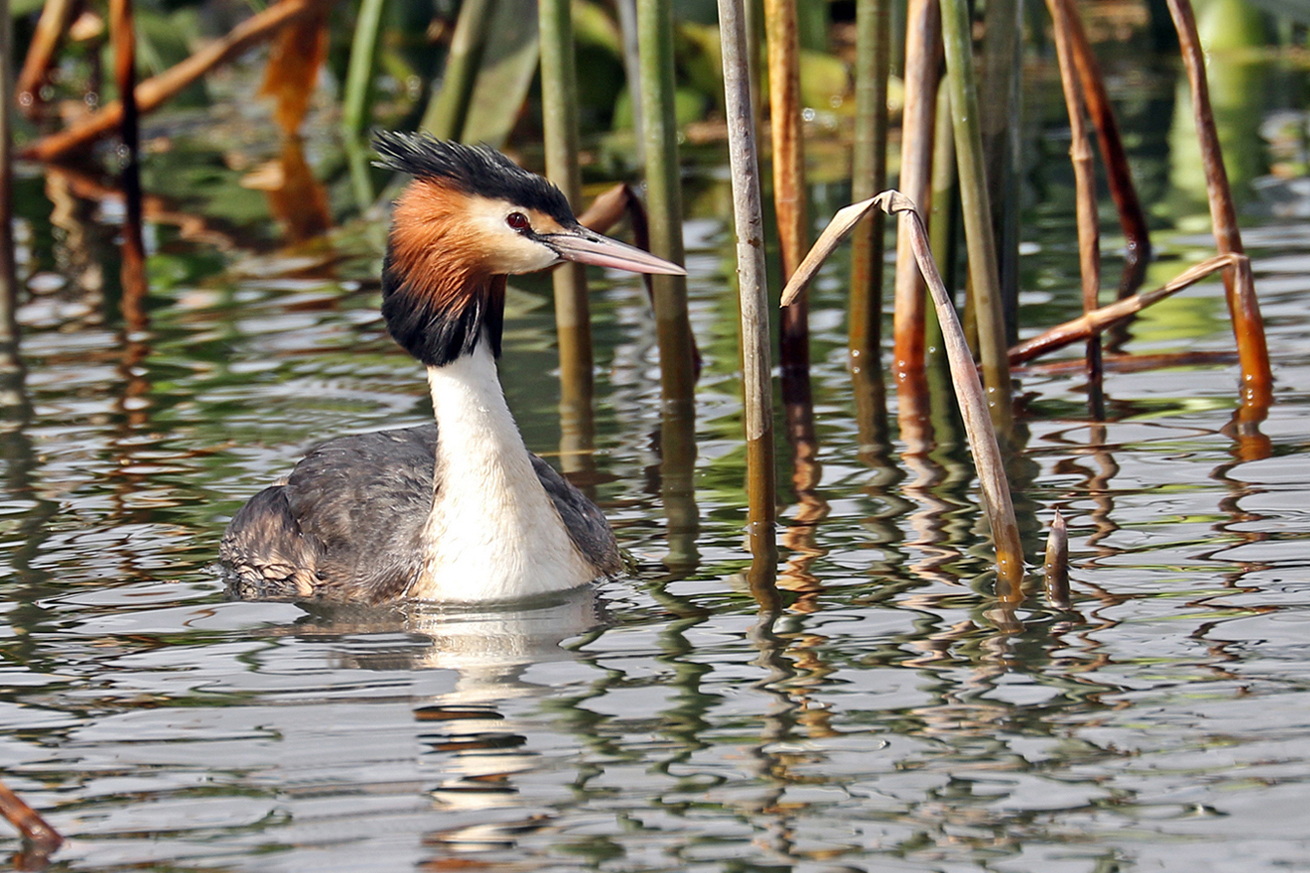Great Crested Grebe (Image ID 27331)