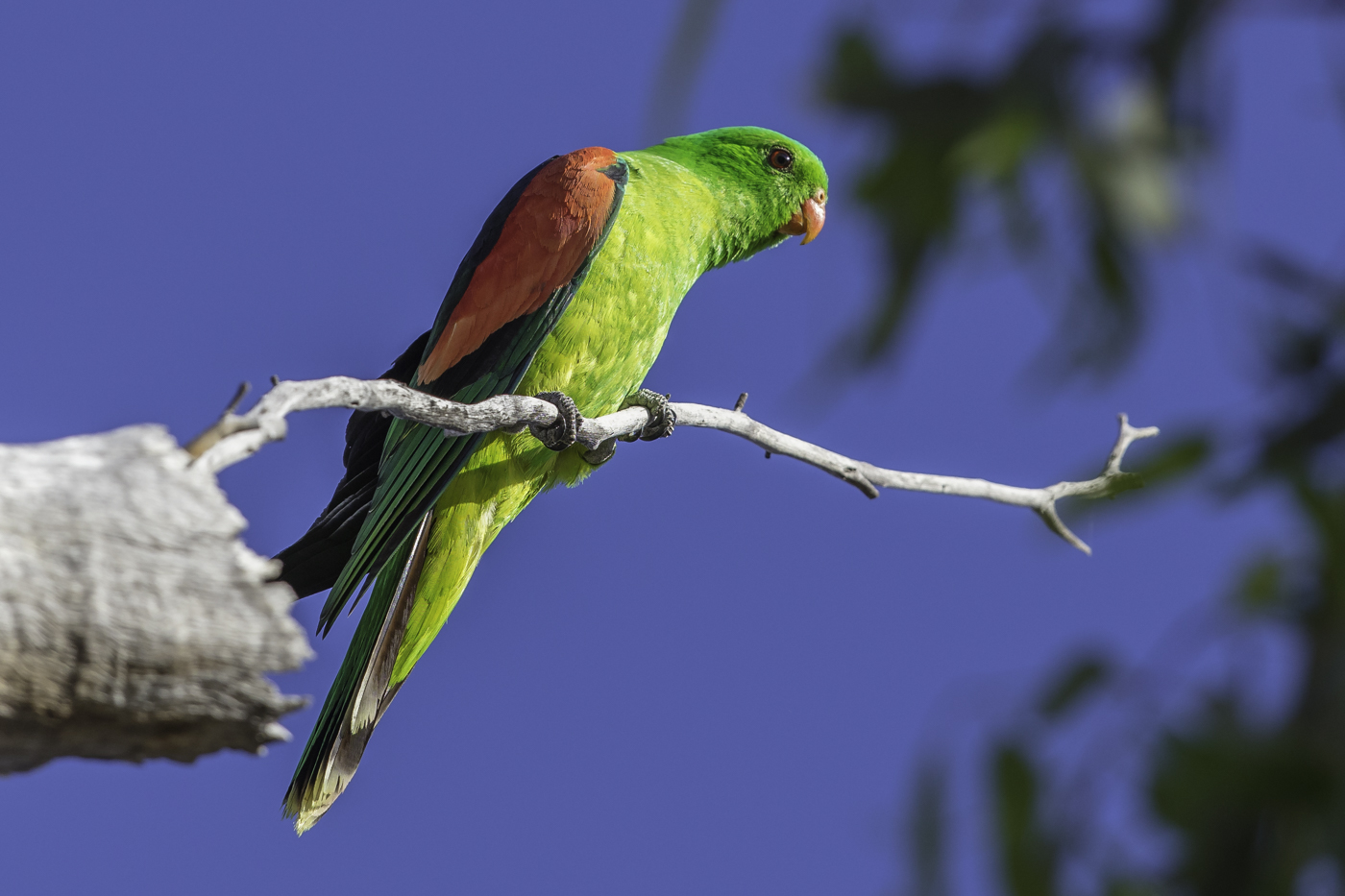 Red-winged Parrot (Image ID 27463)