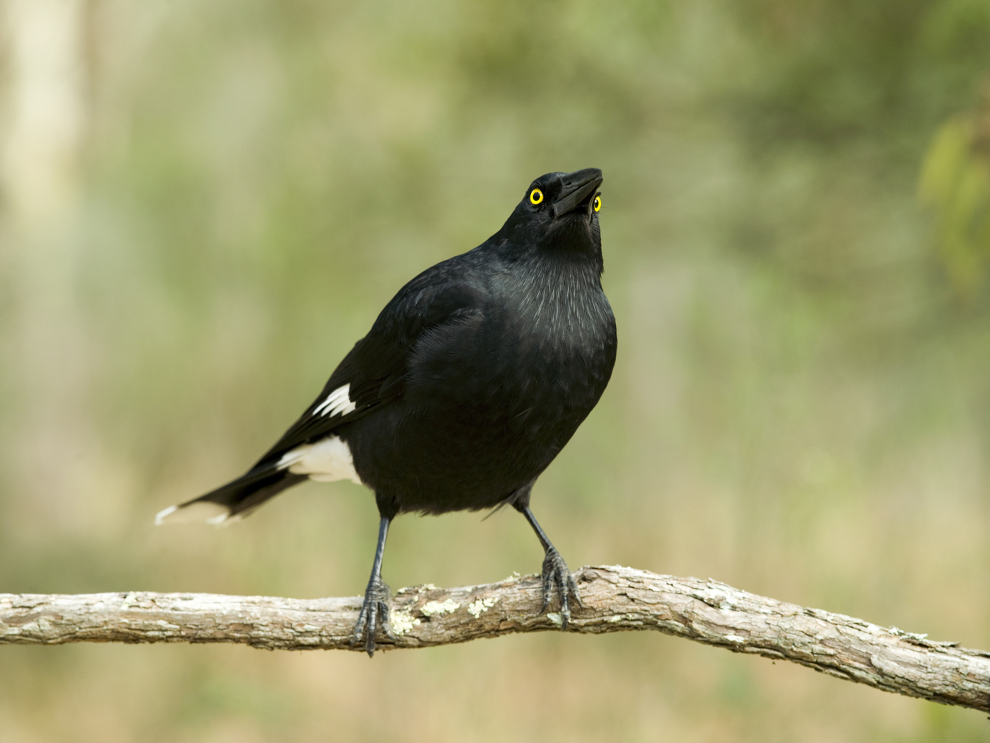 Pied Currawong (Image ID 27450)