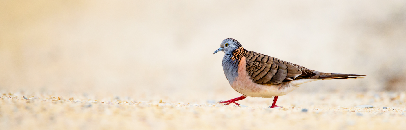 Bar-shouldered Dove (Image ID 27608)