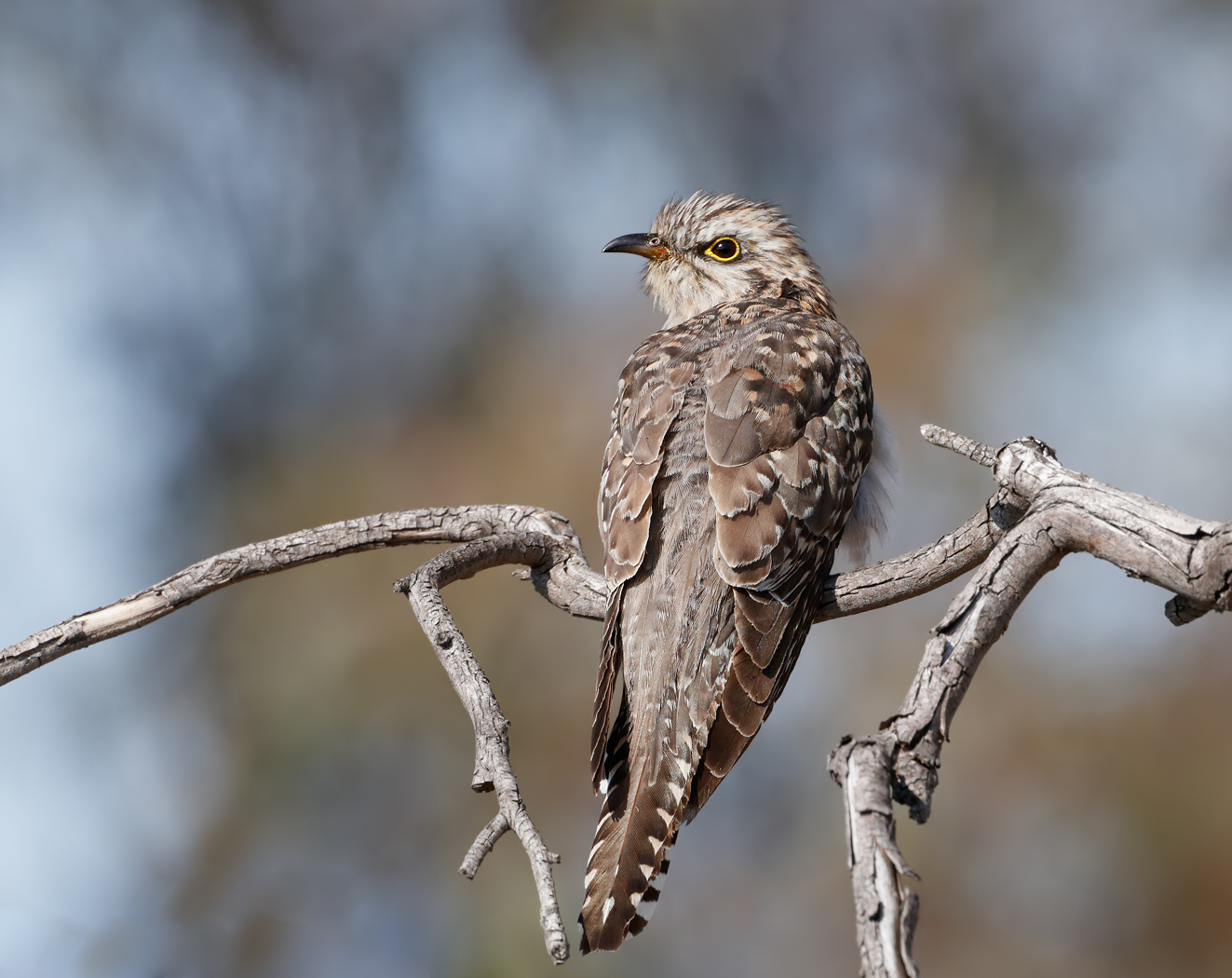 Pallid Cuckoo (Image ID 27505)