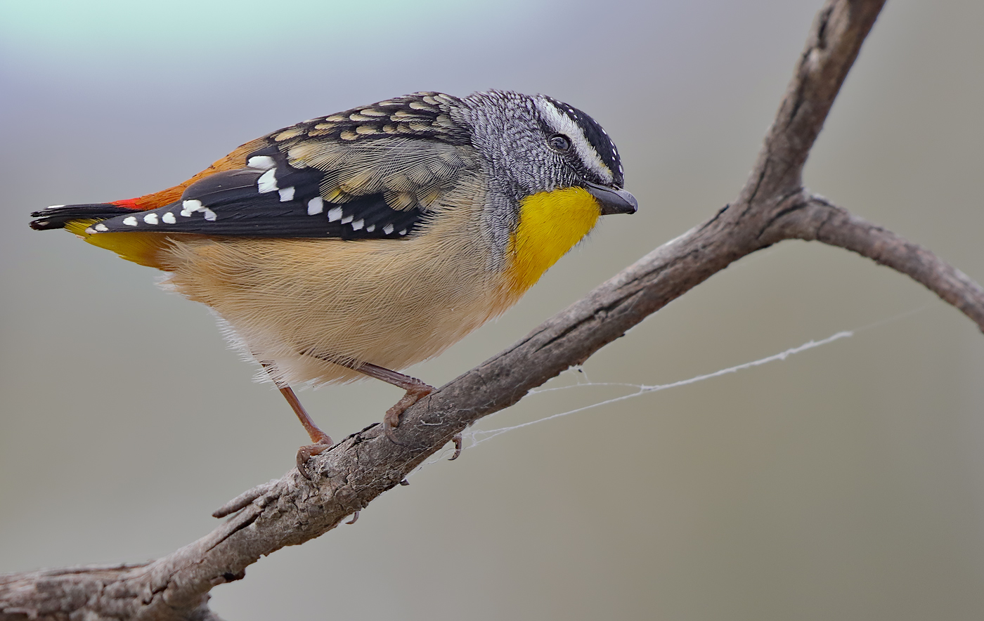 Spotted Pardalote (Image ID 27354)