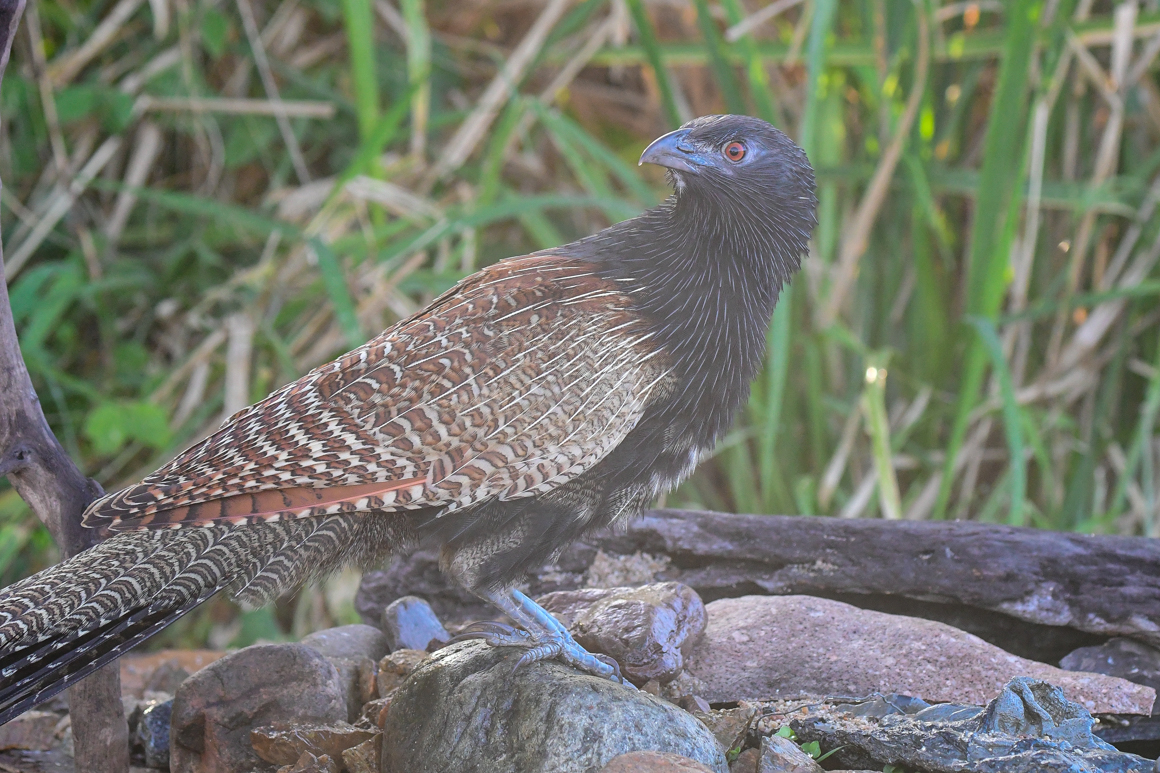 Pheasant Coucal (Image ID 27258)
