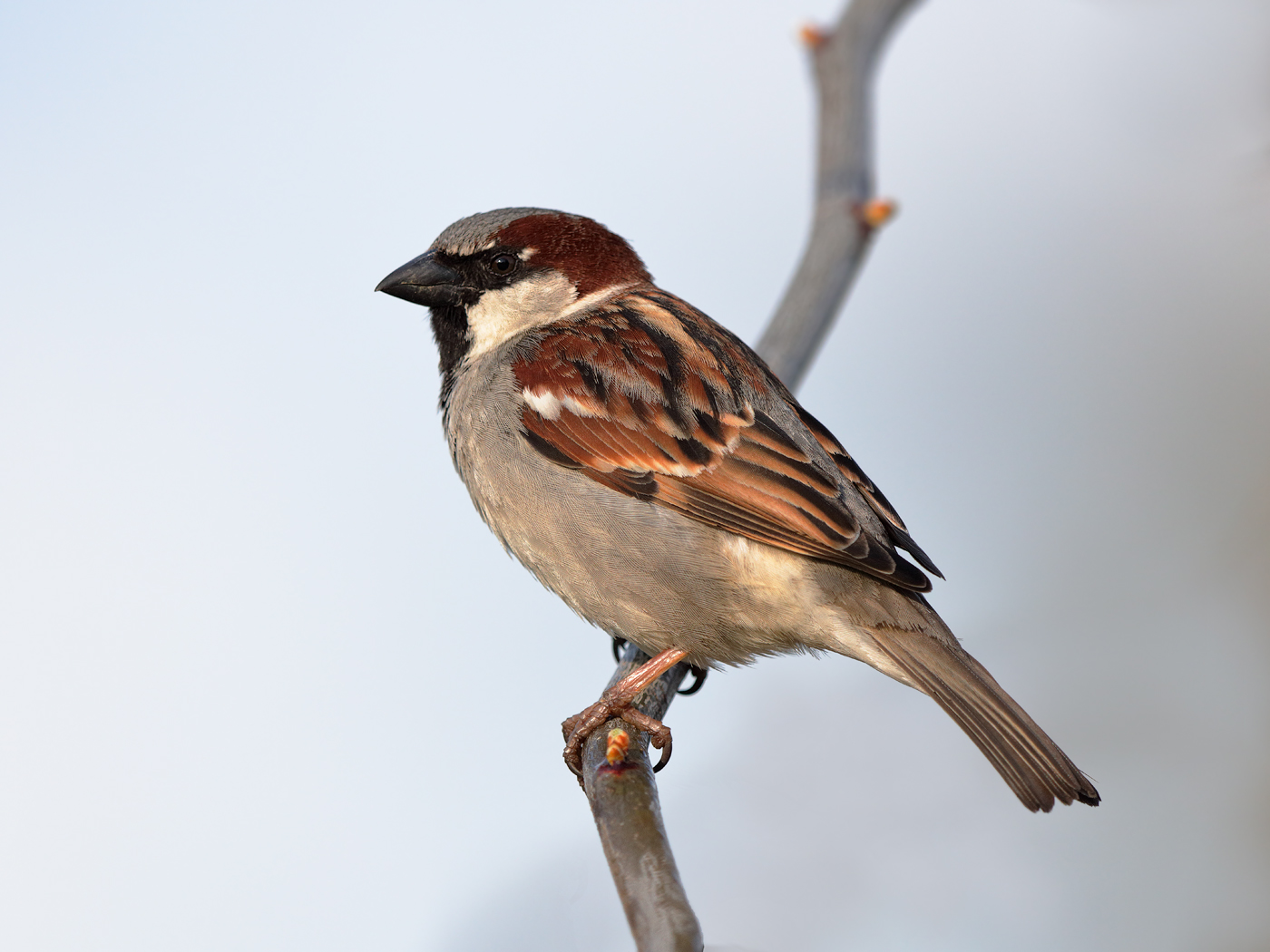 House Sparrow (Image ID 27503)