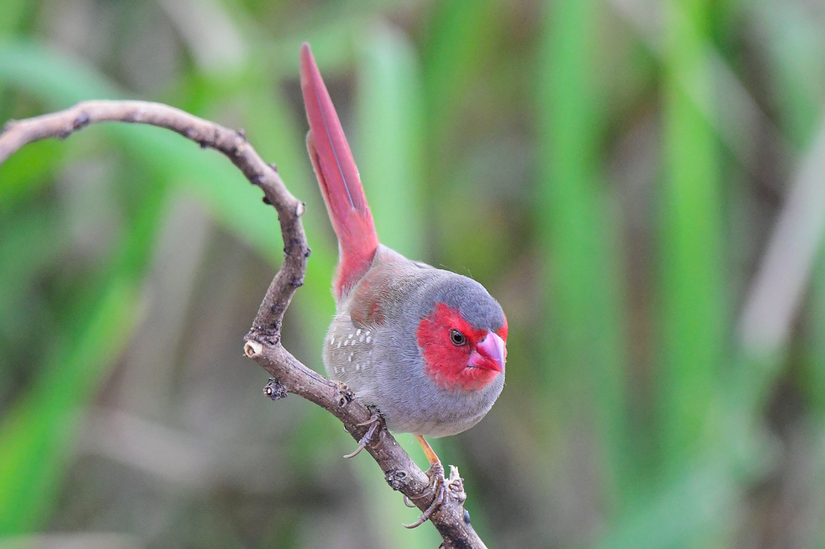 Black-bellied Crimson Finch (Image ID 27259)