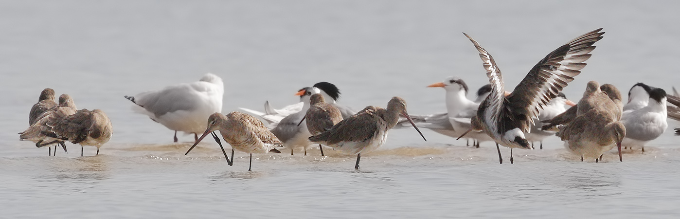Black-tailed Godwit,Lesser Crested Tern,Silver Gull (Image ID 27761)