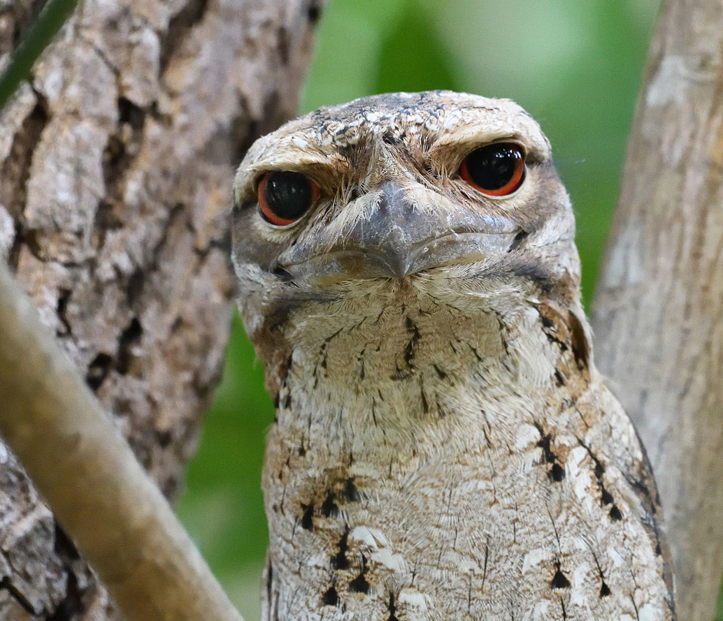 Papuan Frogmouth (Image ID 27875)