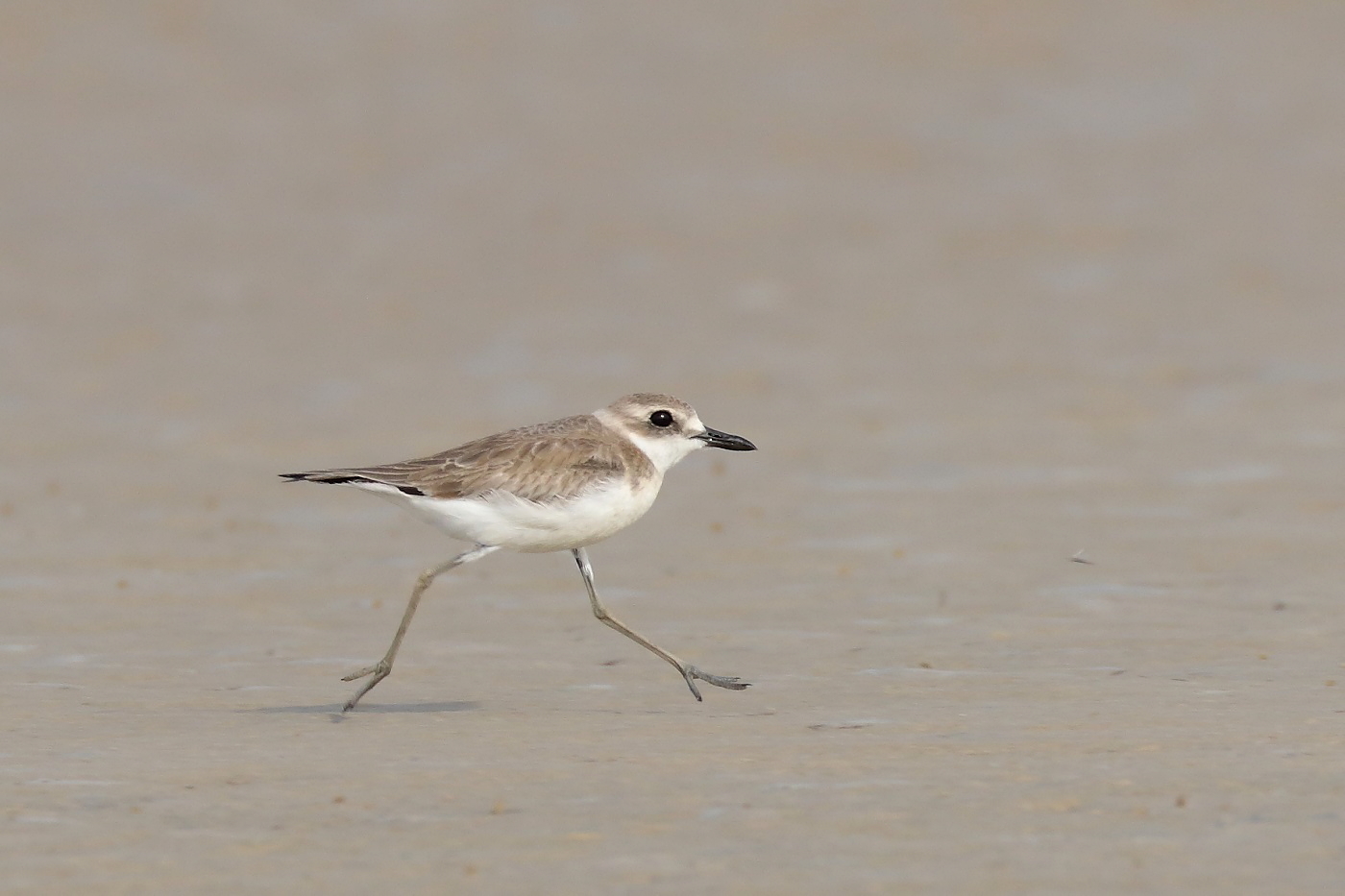 Greater Sand Plover (Image ID 27710)