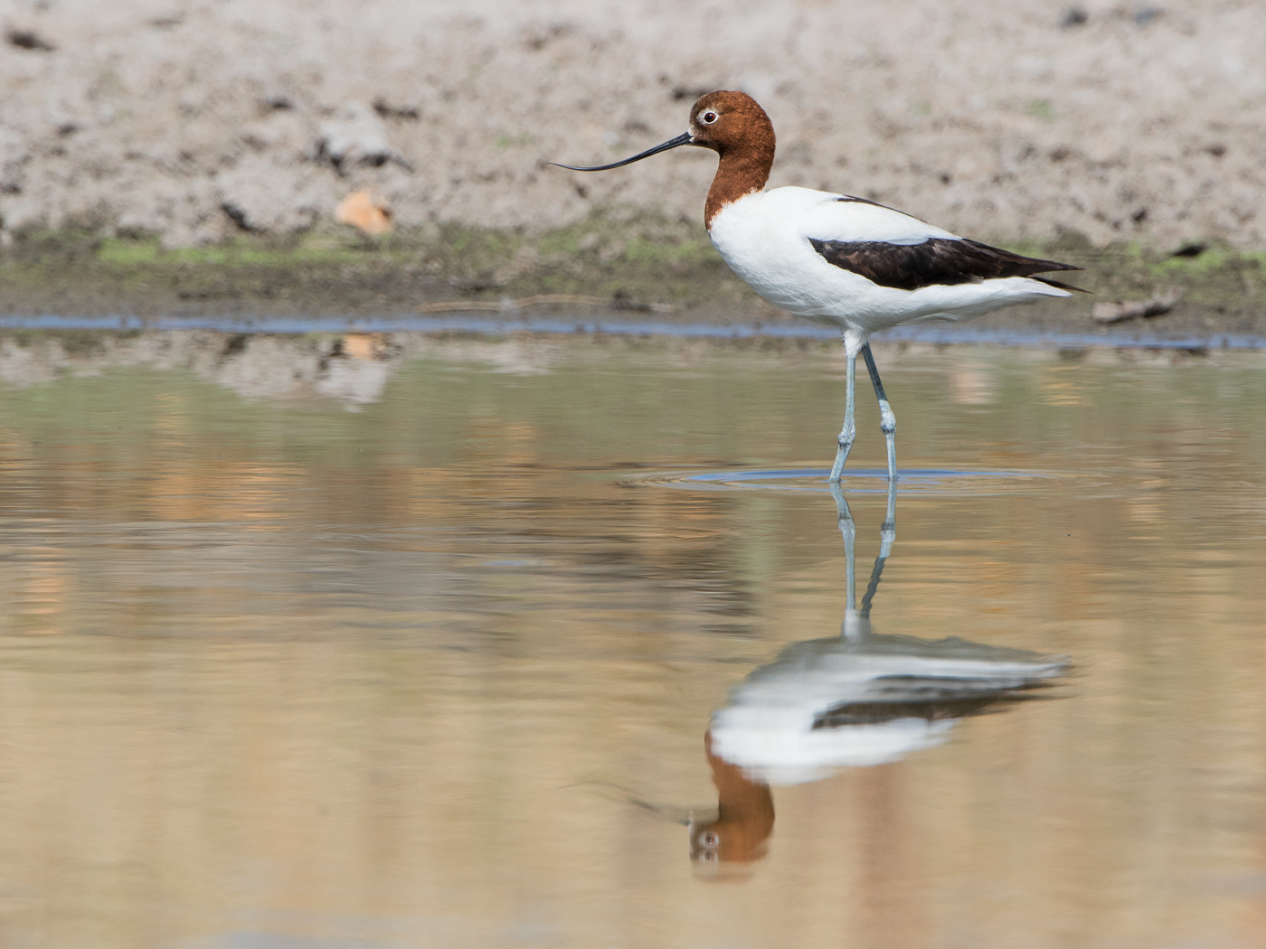 Red-necked Avocet (Image ID 27930)
