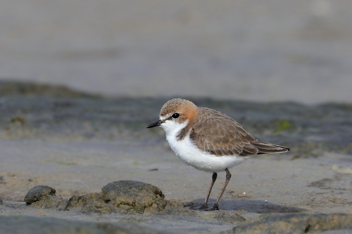 Red-capped Plover (Image ID 27709)