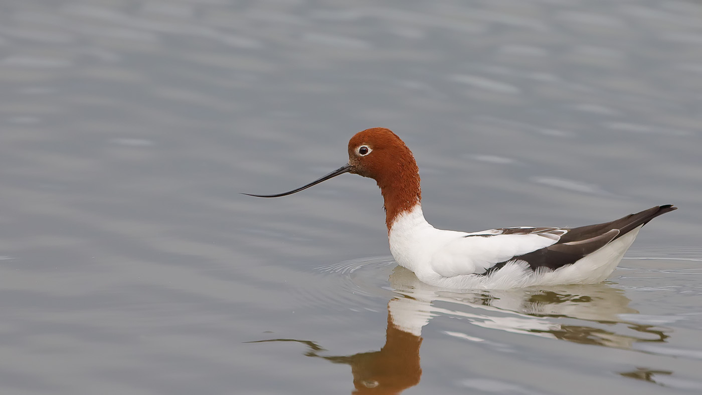 Red-necked Avocet (Image ID 27830)