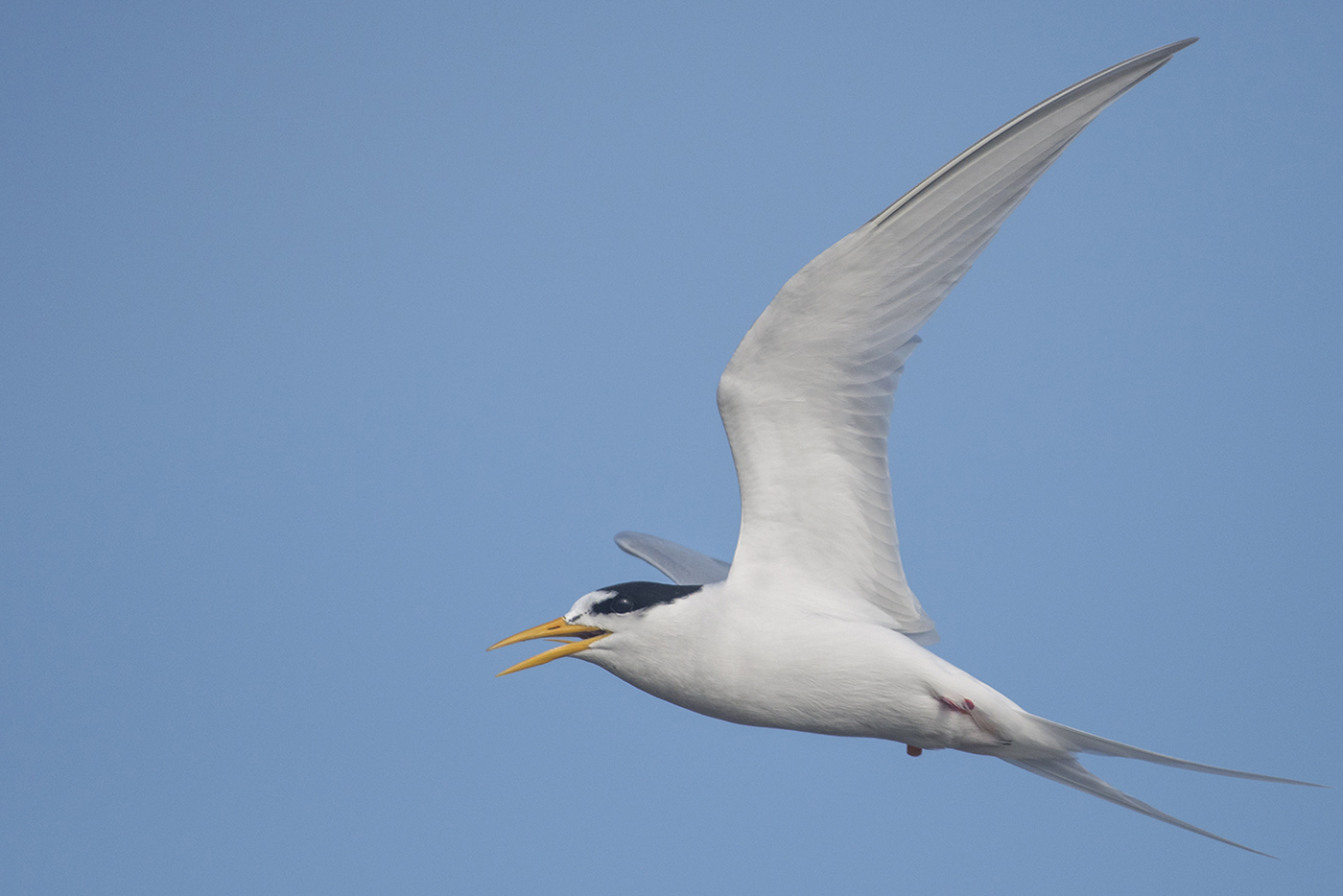 Little Tern (Image ID 27728)