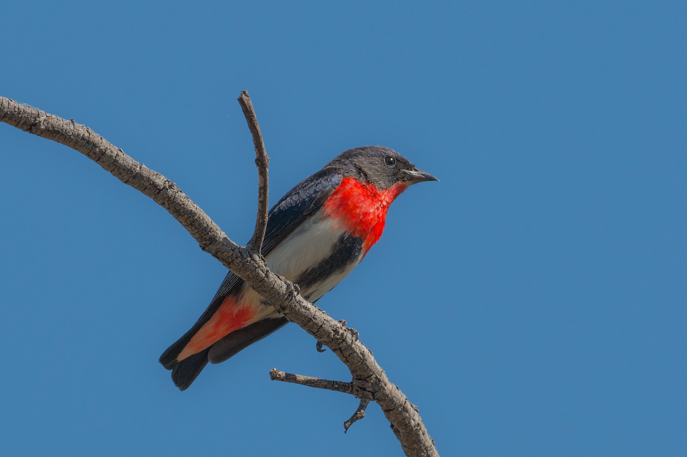 Mistletoebird (Image ID 27932)