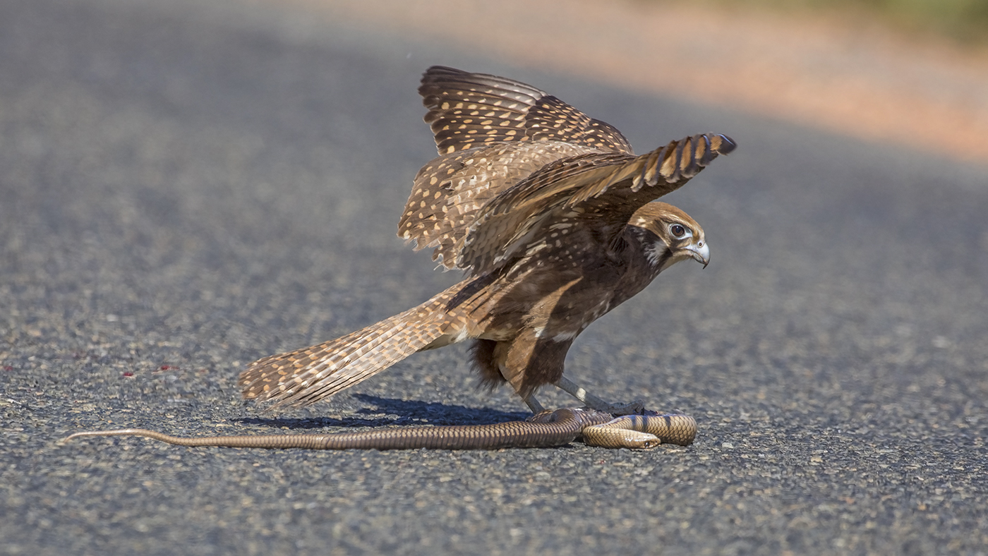 Brown Falcon (Image ID 27994)