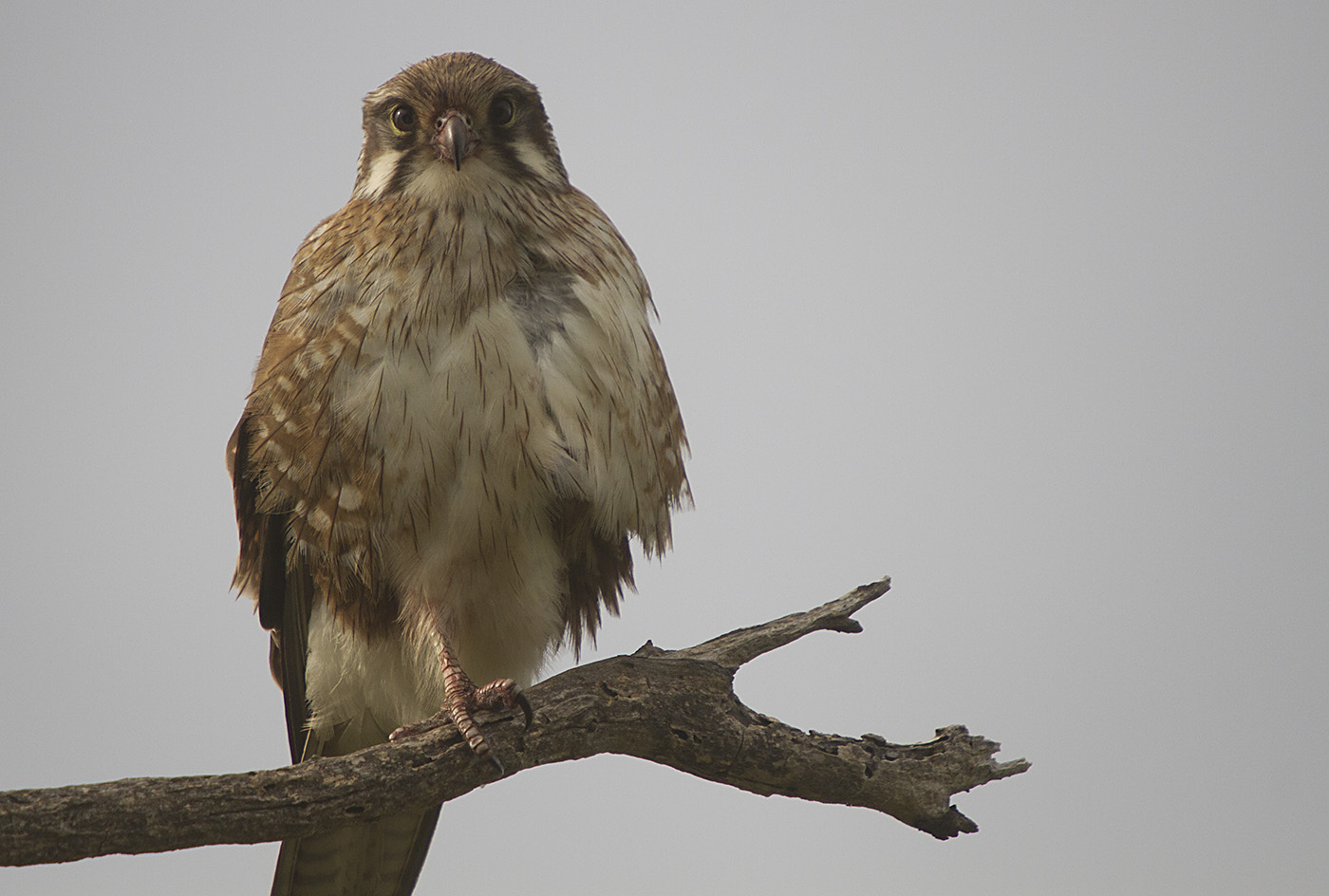 Brown Falcon (Image ID 27974)