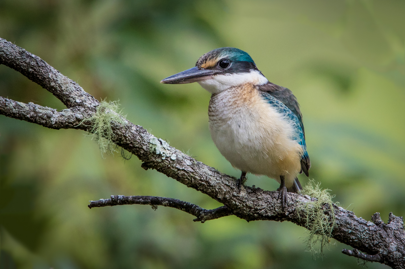 Sacred Kingfisher (Image ID 28019)