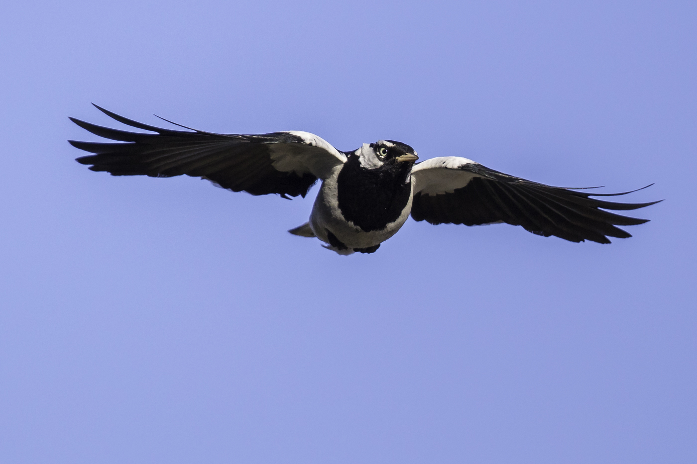 Magpie-lark (Image ID 27813)