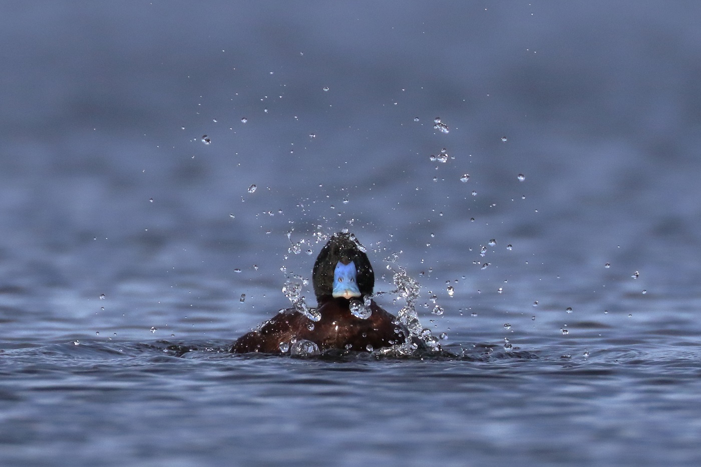 Blue-billed Duck (Image ID 28060)