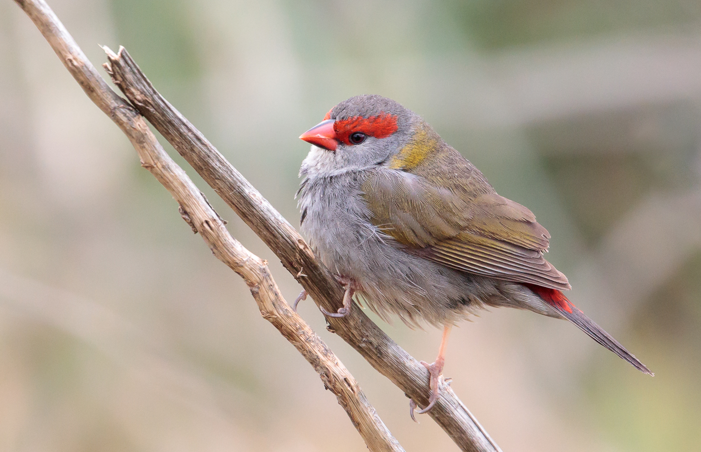 Red-browed Finch (Image ID 27973)