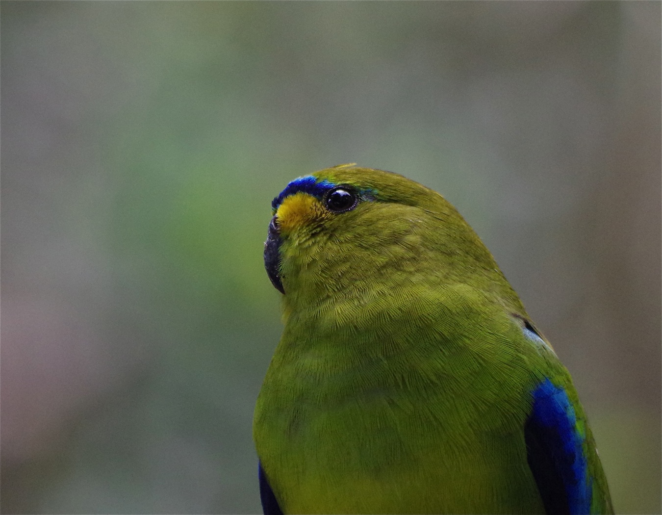 Elegant Parrot (Image ID 28009)