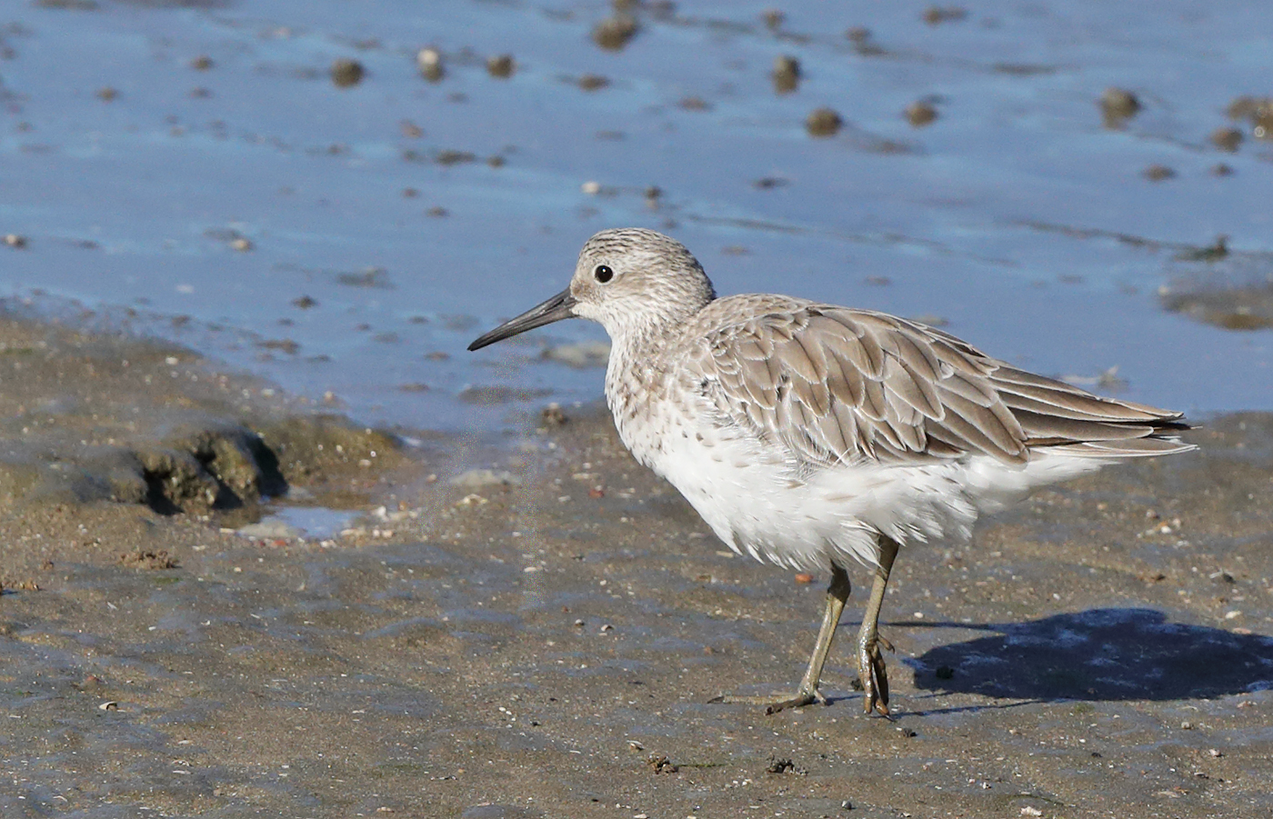 Great Knot (Image ID 28032)