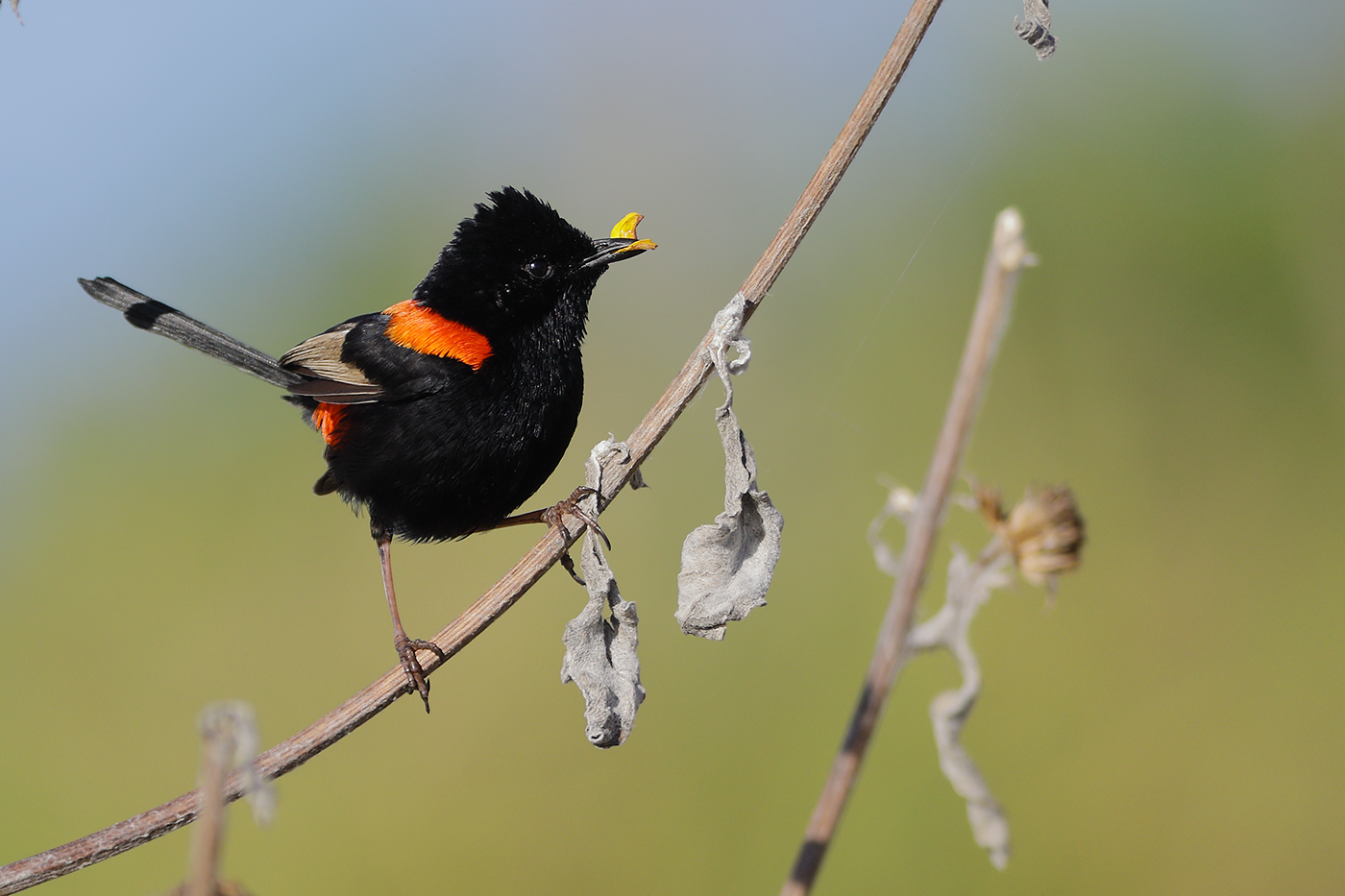 Red-backed Fairy-wren (Image ID 27697)