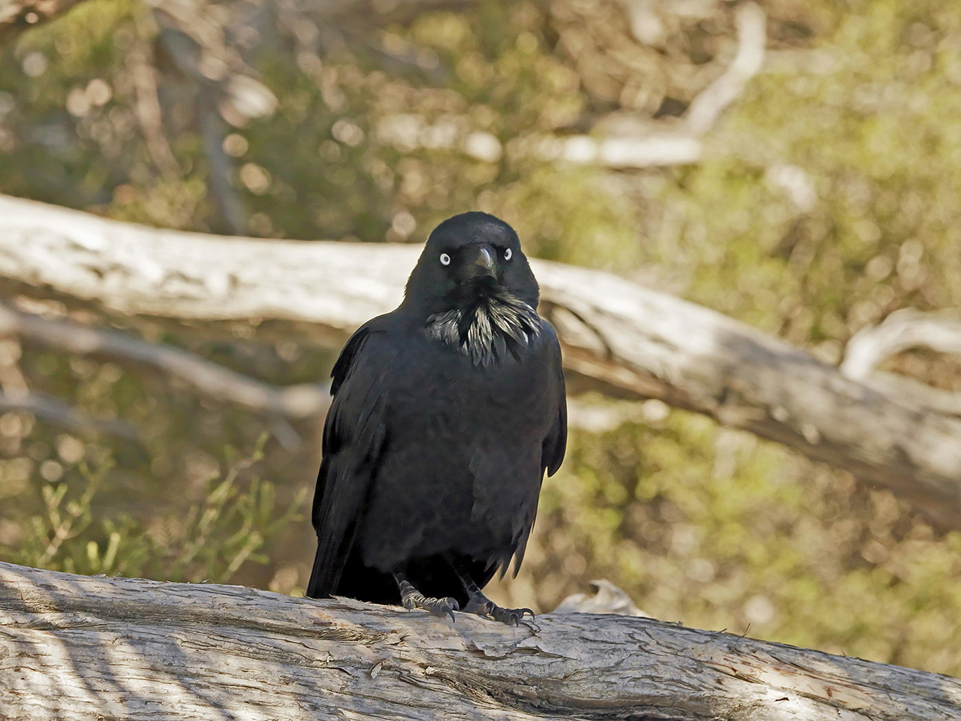 Forest Raven (Image ID 27794)