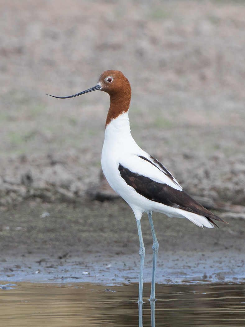 Red-necked Avocet (Image ID 27931)