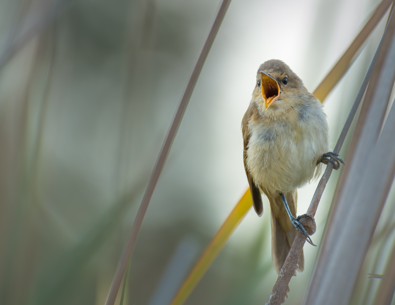 Australian Reed-Warbler (Image ID 27790)