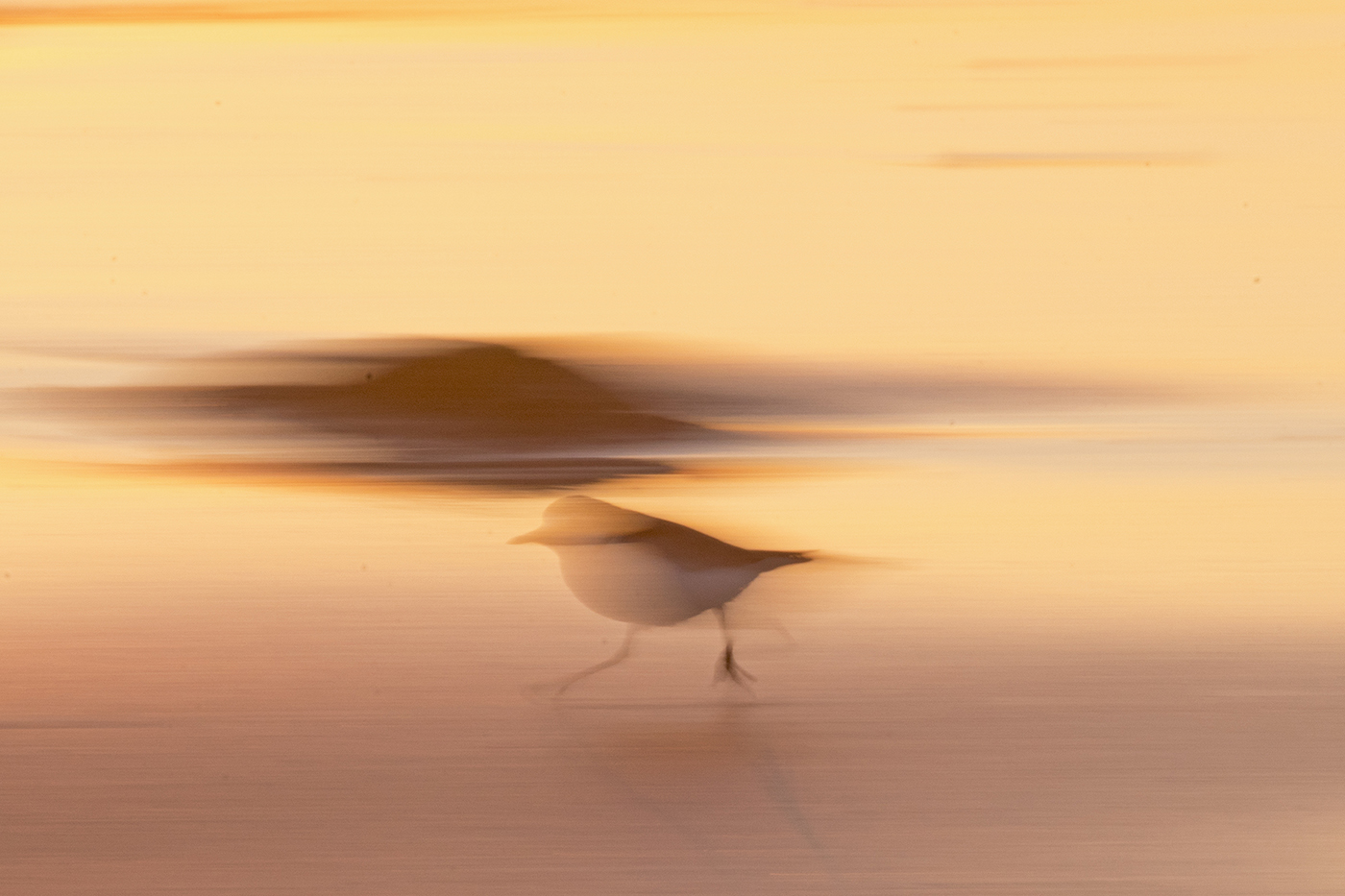 Red-capped Plover (Image ID 27727)