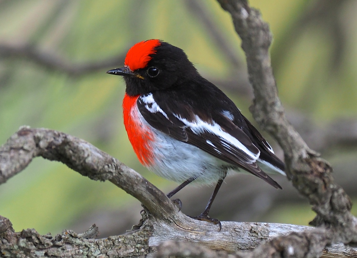 Red-capped Robin (Image ID 27719)