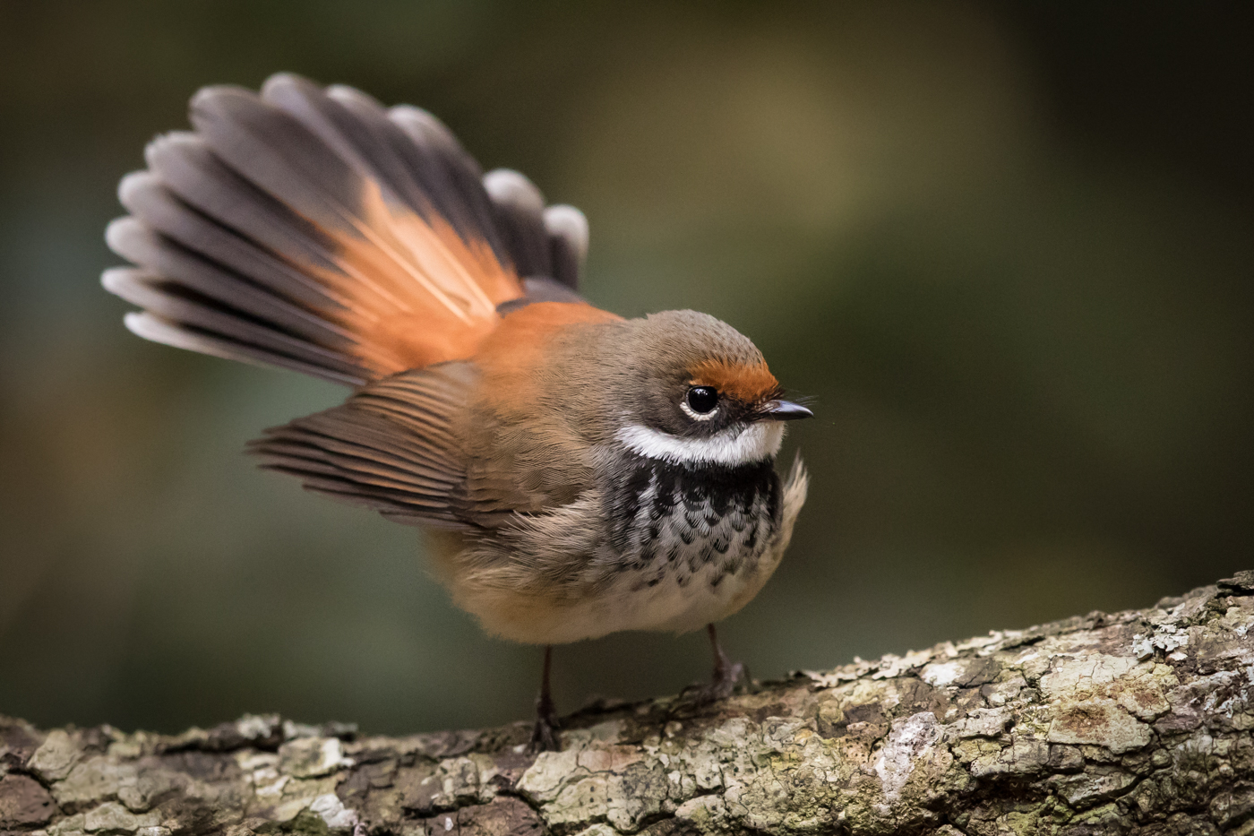 Rufous Fantail (Image ID 28038)