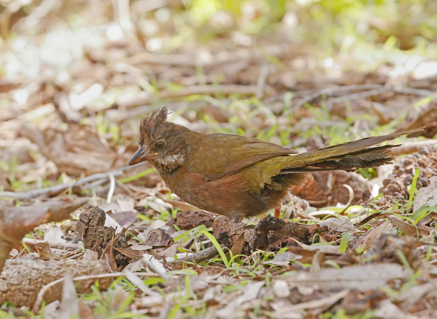 Eastern Whipbird (Image ID 27690)