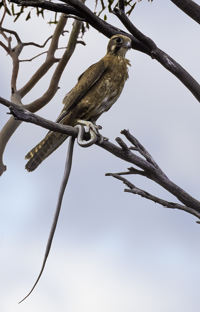 Brown Falcon (Image ID 27876)